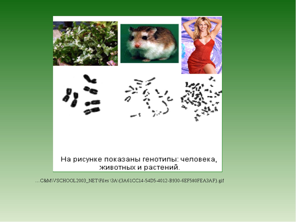 Разработка урока " Решение генетических задач на