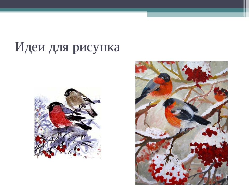 Рисуем птицу презентация. Изо 3 класс птицы презентация. Каждая птица своим пером красуется. Презентация к уроку изо Снегири. Каждая птица своим пером красуется. Живая природа..