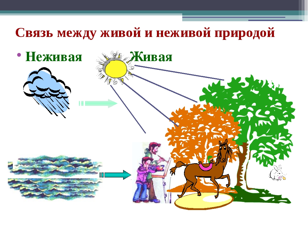 Презентация 2 класс живая и неживая природа школа россии