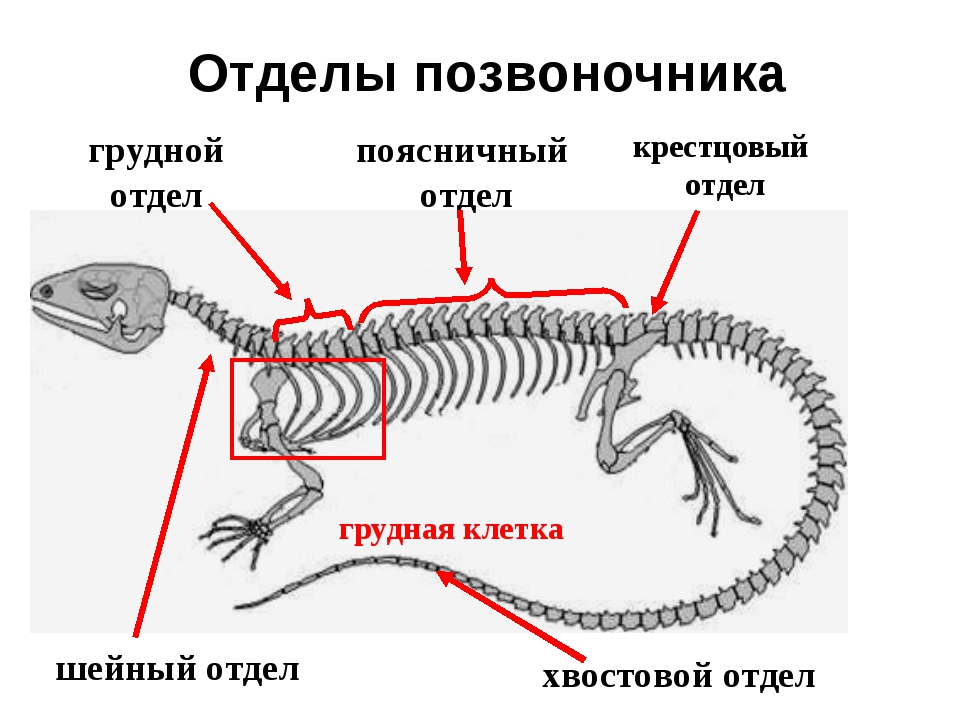 Класс рептилии скелет. Отделы позвоночника шейный пресмыкающегося. Скелет пресмыкающихся отделы позвоночника. Шейный отдел позвоночника рептилий. Шейный отдел позвоночника пресмыкающихся.
