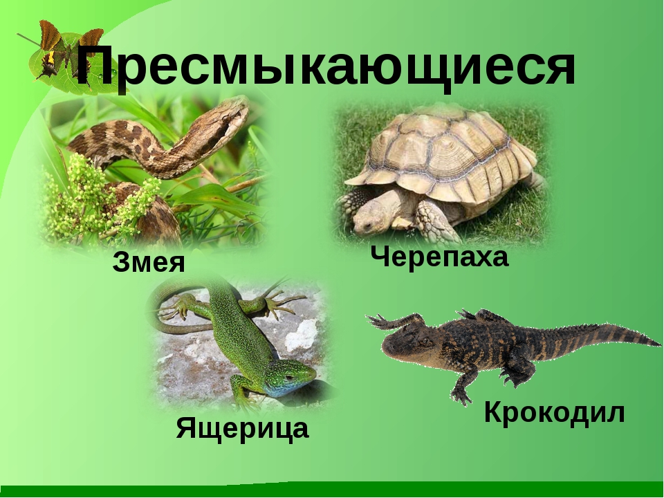 Пресмыкающие 2 класс