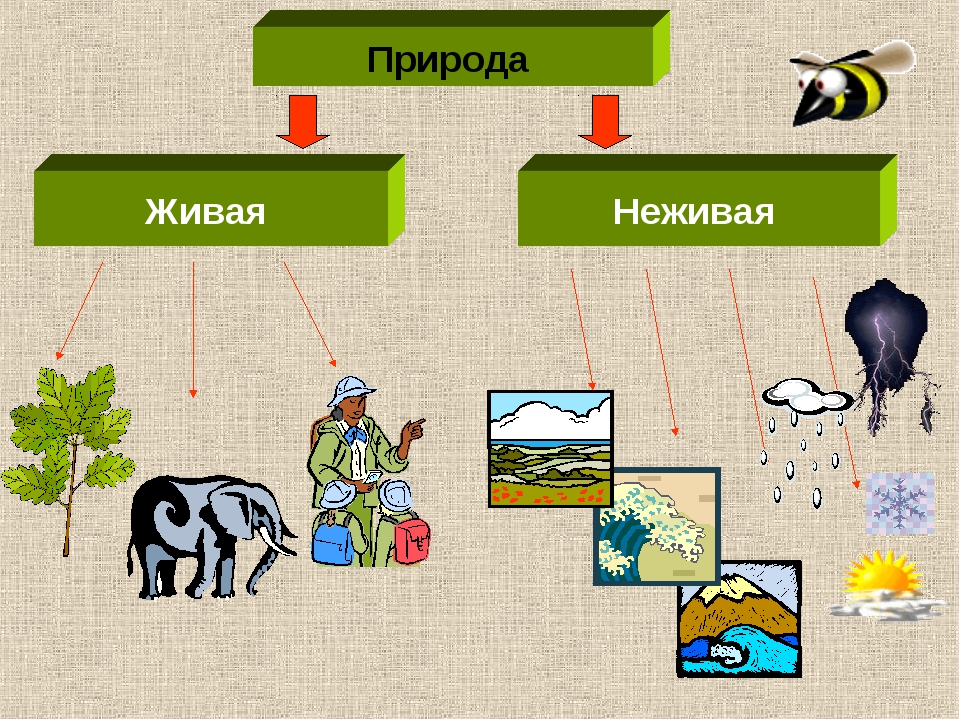 Как называется прием изображения неживой природы и животных как людей