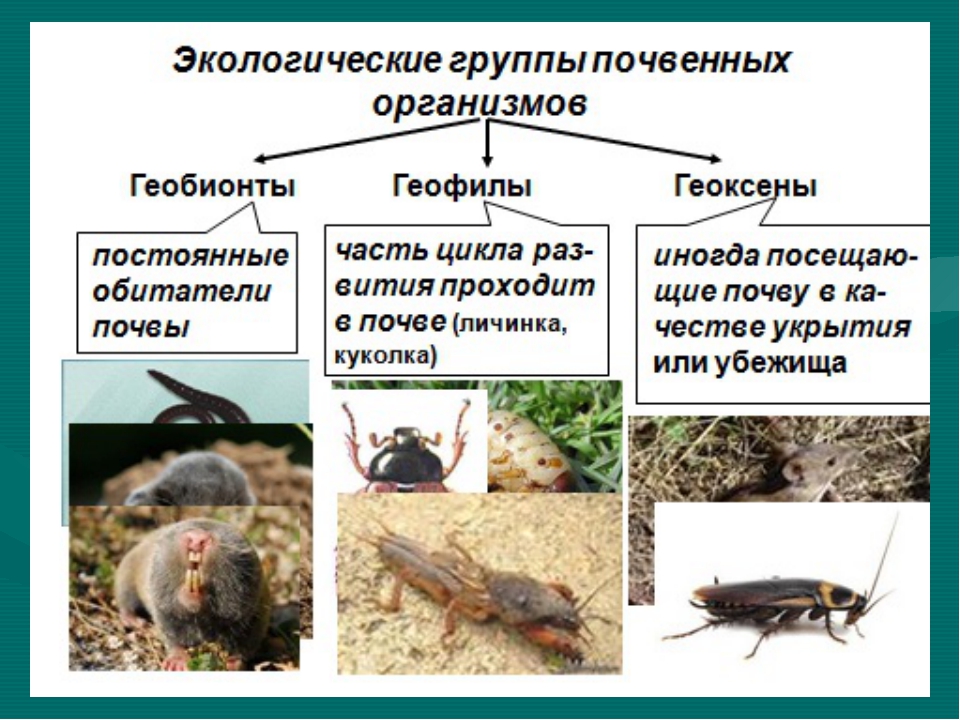 11 класс биология презентация роль живых организмов в биосфере