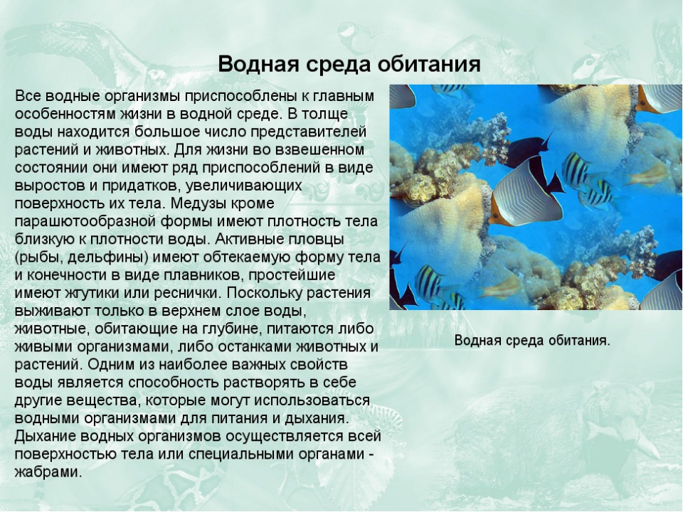 Среда обитания коротко. Живые организмы обитающие в водной среде. Доклад на тему среда обитания. Сообщение на тему водная среда. Водная среда доклад.