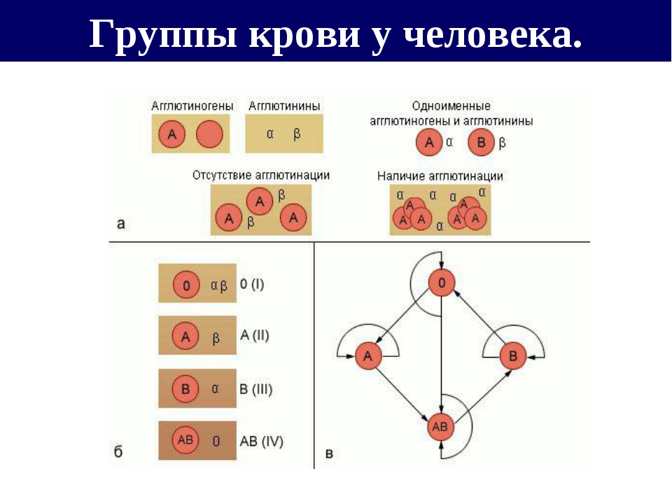 Агглютиногены 1 группы. Схемы совместимость группы крови и резус факторов. Схема наследования групп крови и резус фактора. Схема переливания крови по группам и резус фактору. Переливание крови по группам совместимость схема и резус-фактор.