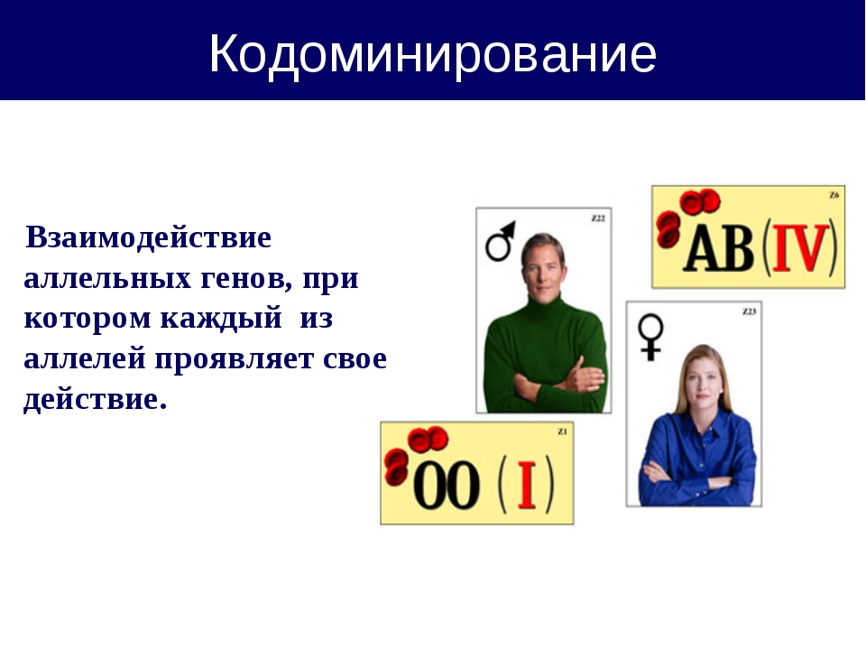 Взаимодействие генов презентация 10 класс