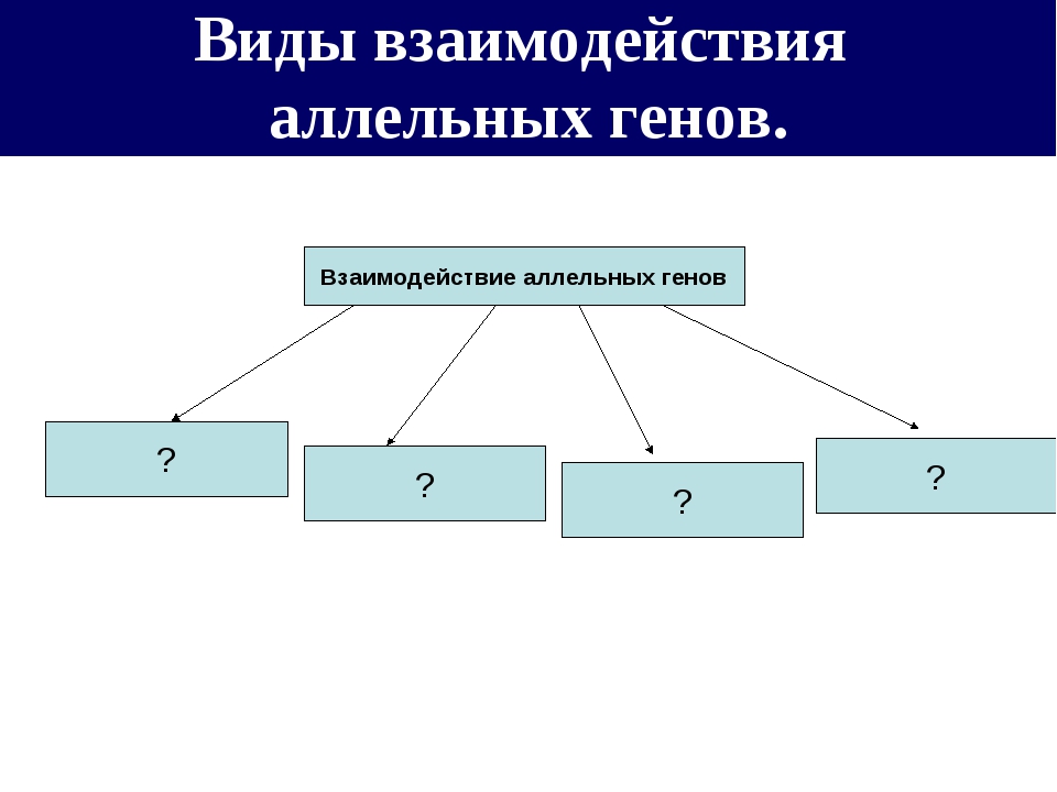 Управление как особый тип взаимодействия. Виды взаимодействия генов. Виды взаимодействия. Взаимодействие аллельных генов. Виды аллельных генов.