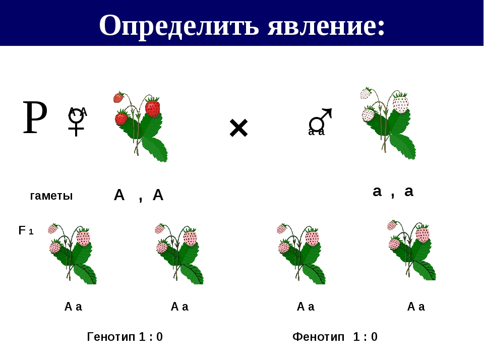 Взаимодействие генов презентация 10 класс