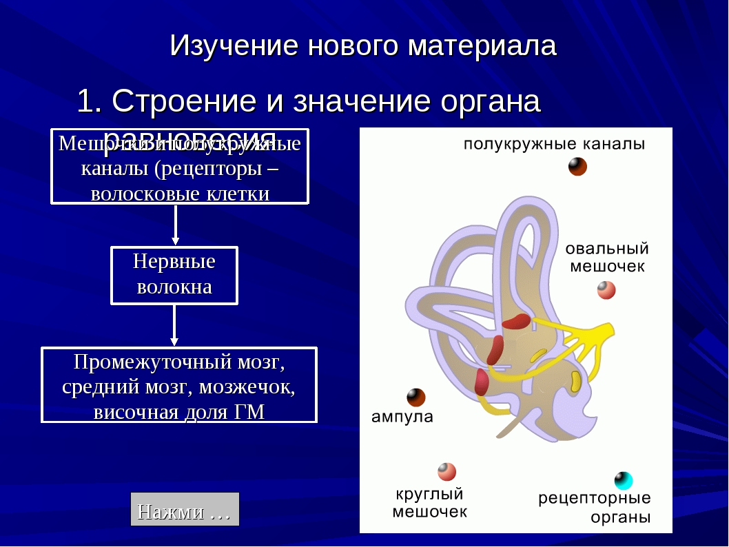 Значение органов. Анализатор органа равновесия. Рецепторы органа равновесия. Строение анализатора равновесия. Анализатор равновесия рецепторы.