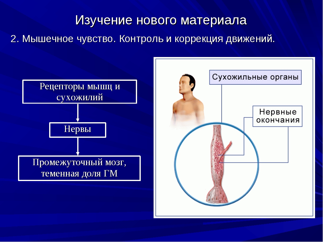 Кожно мышечная чувствительность. Мышечное чувство. Орган мышечного чувства. Мышечный анализатор строение и функции. Строение кожно мышечного чувства.