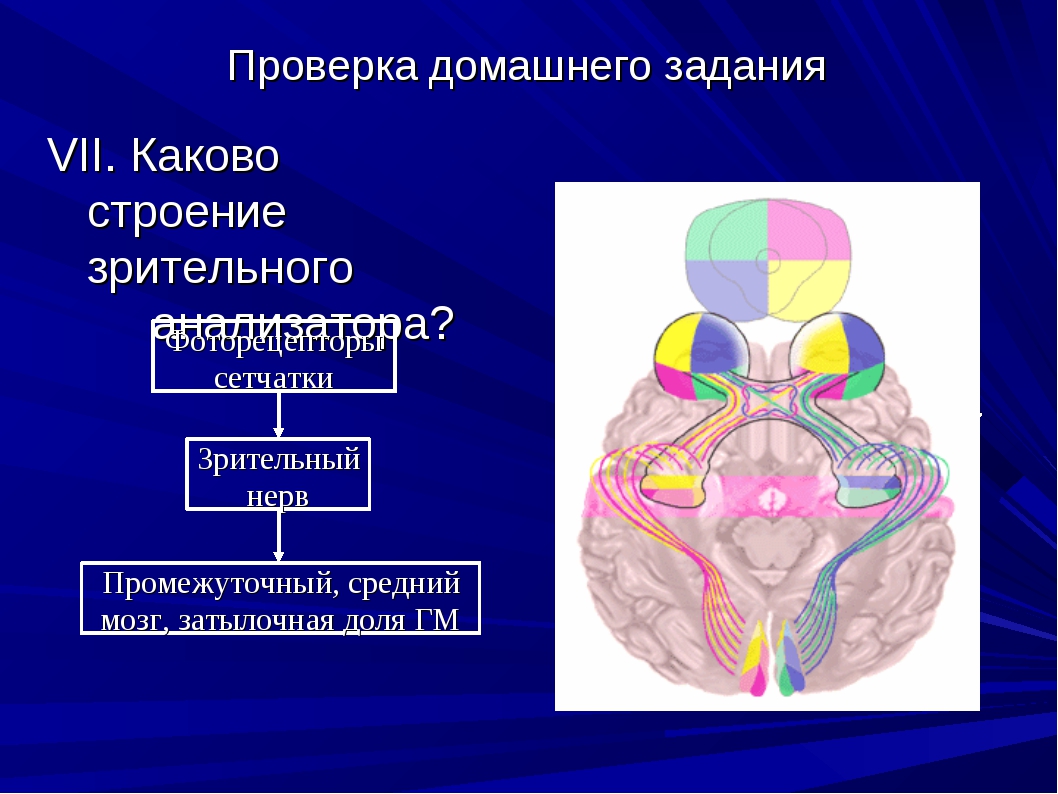 Строение зрительного анализатора картинки