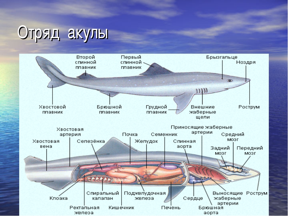 К какой группе организмов относится акула