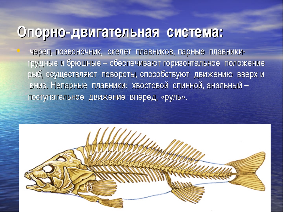Какой скелет у костных. Класс костные рыбы опорно двигательная система. Опорно-двигательная система рыб позвонки. Опорно двигательная система позвоночных рыб. Опорно двигательная система костных рыб таблица.