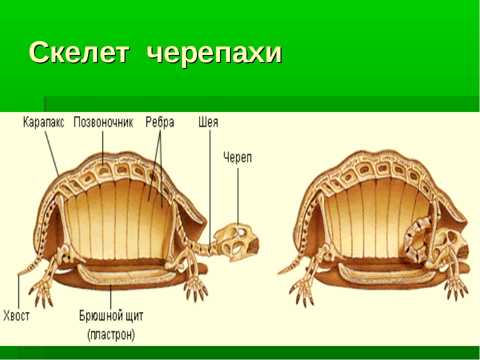 Строение панциря. Строение черепахи. Карапакс черепахи строение. Внутреннее строение черепахи.