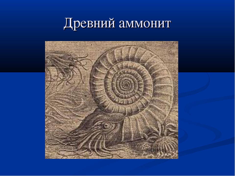 На рисунке изображен аммонит вымершее животное обитавшее 220 млн