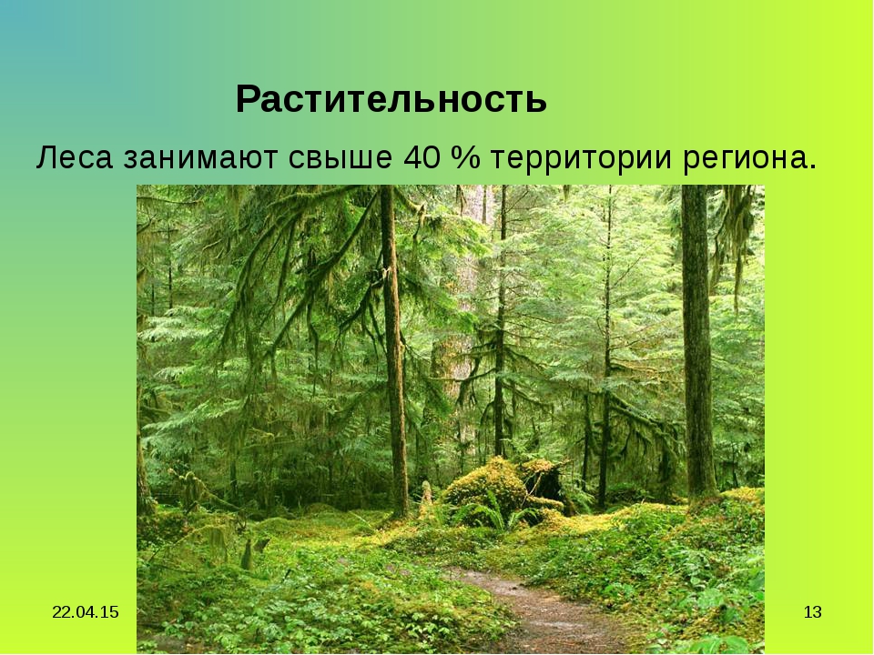 Занята лесами. Лес занимает. Леса занимают больше территории России. Самую большую территорию занимает какой лес. Леса занимающие большую часть России.