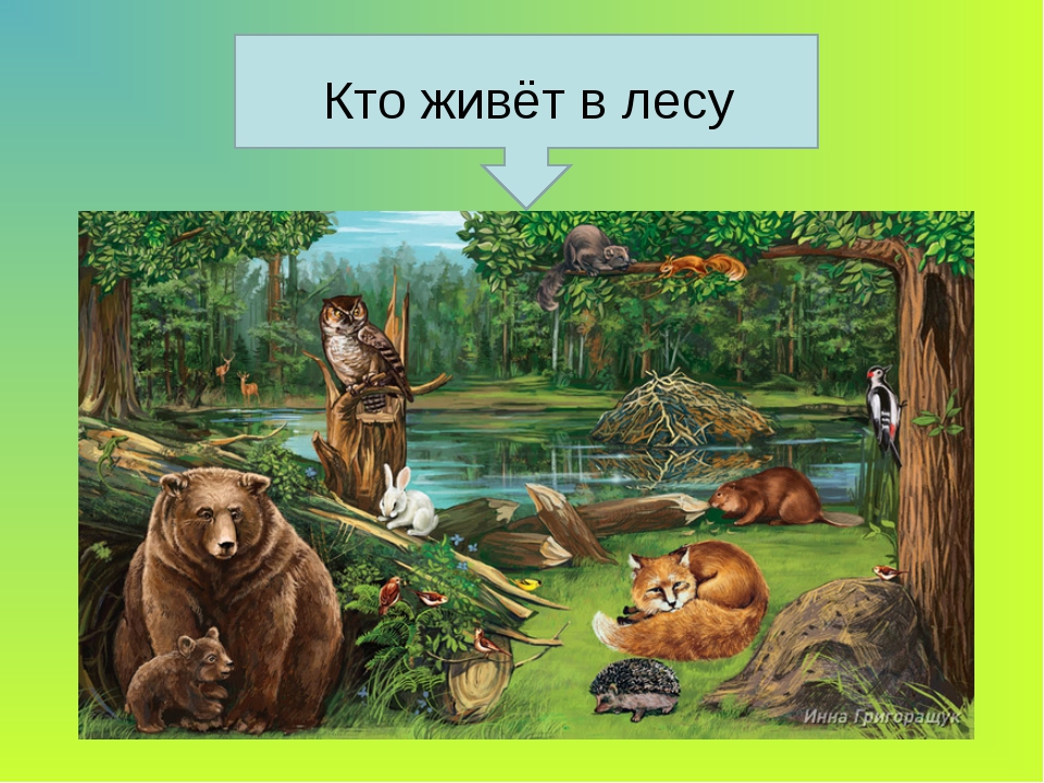 Кто живет в оке