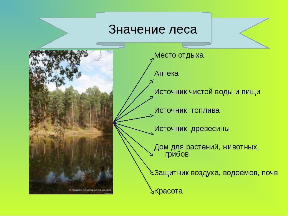 Лес 2 класс. Проект лес и человек. Жизнь леса окружающий мир. Значение леса окружающий мир. Проект жизнь леса.