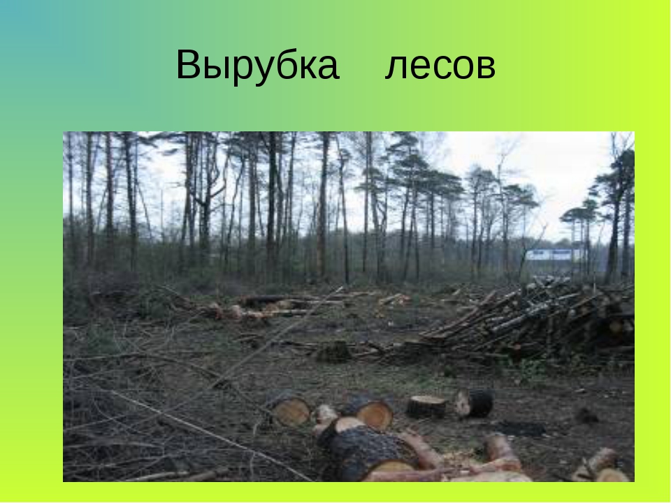 Охрана леса от вырубки. Вырубка лесов. Вырубка лесов для детей. Экология России вырубка лесов. Причины вырубки лесов.