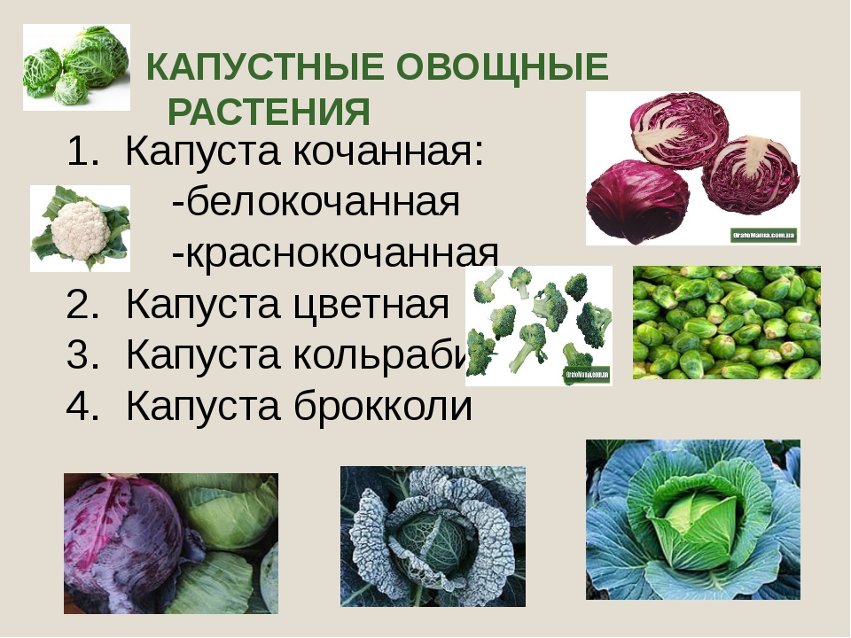 Список овощных растений. Овощные культурные растения. Овощные культуры презентация. Виды капустных овощей. Капустные овощи список.