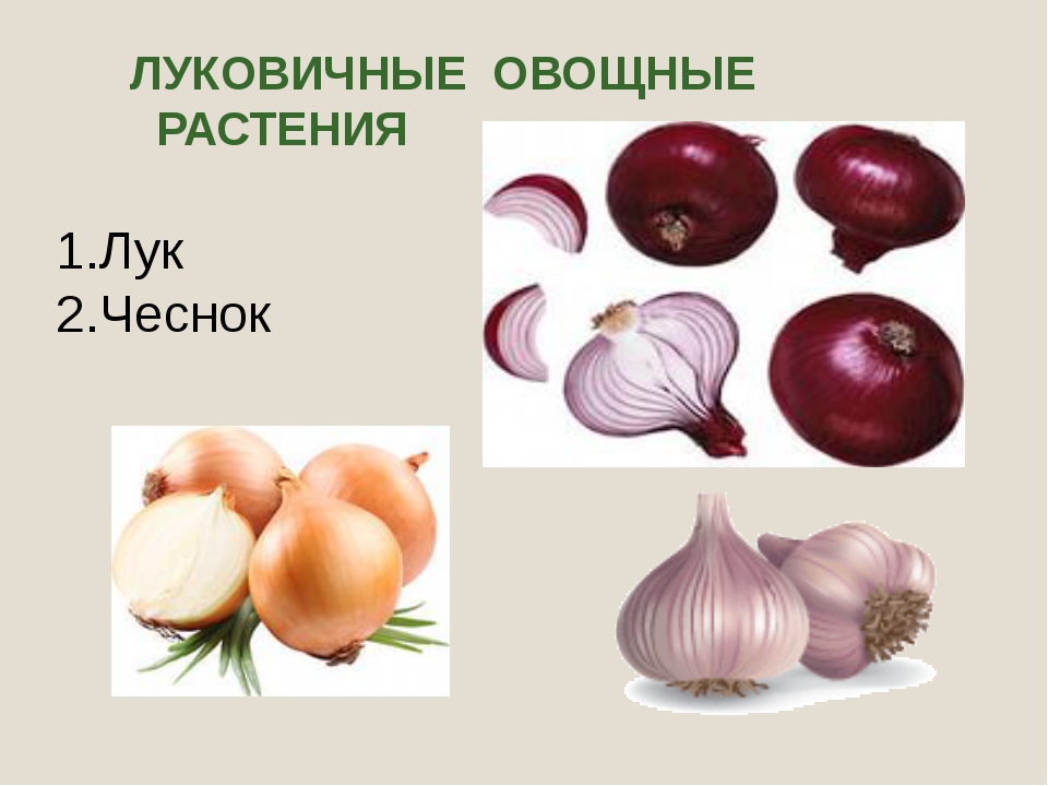 Чеснок семейство лилейные. Луковичные овощи. Луковичные овощные растения. Лук овощная культура. Овощные растения это лук.