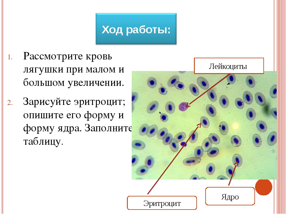 Строение клетки лягушки под микроскопом. Лейкоциты в крови лягушки под микроскопом. Эритроцит лягушки форма и форма ядра. Лейкоциты в крови лягушки строение. Кровь лягушки при Малом и большом увеличении микроскопа.