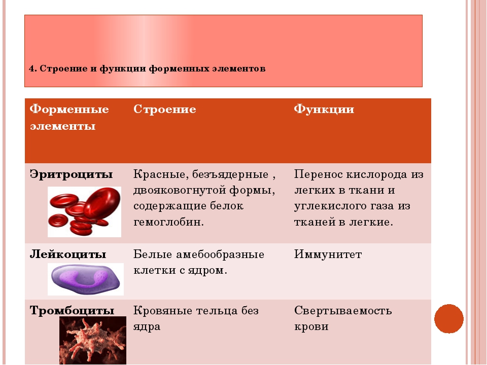 Внутренняя среда организма презентация 8 класс по биологии