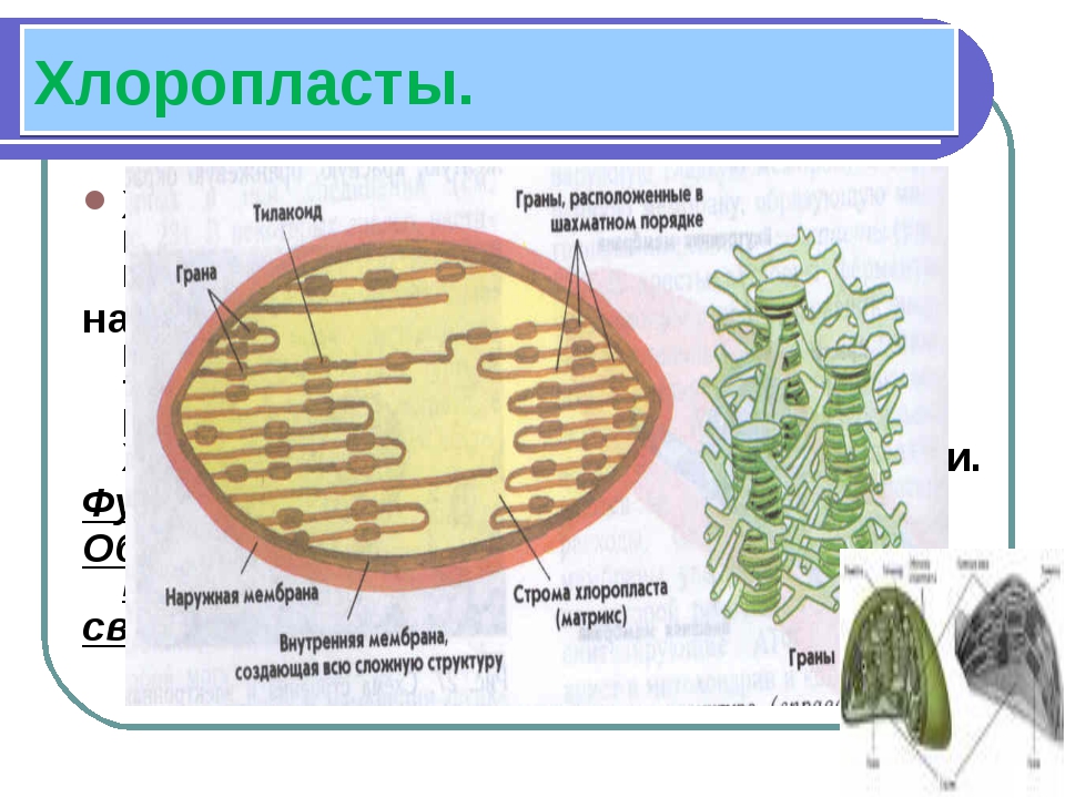 В каких клетках расположена основная масса хлоропластов. Строение хлоропласта ЕГЭ. Граны хлоропластов. Хлоропласт рисунок. Строма хлоропласта.