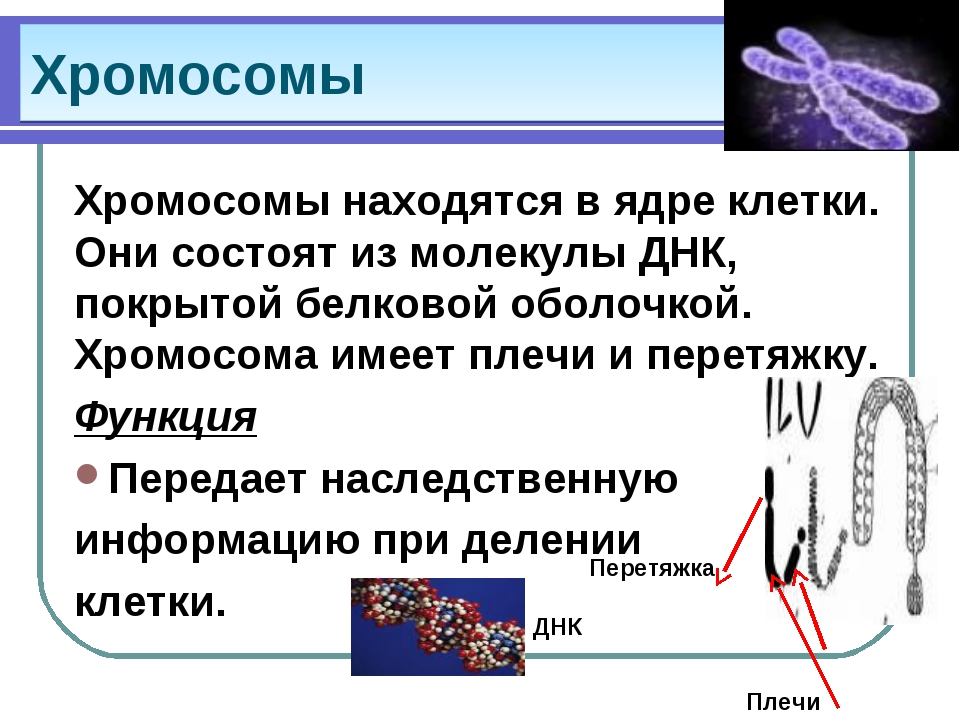 Презентация на тему хромосомы