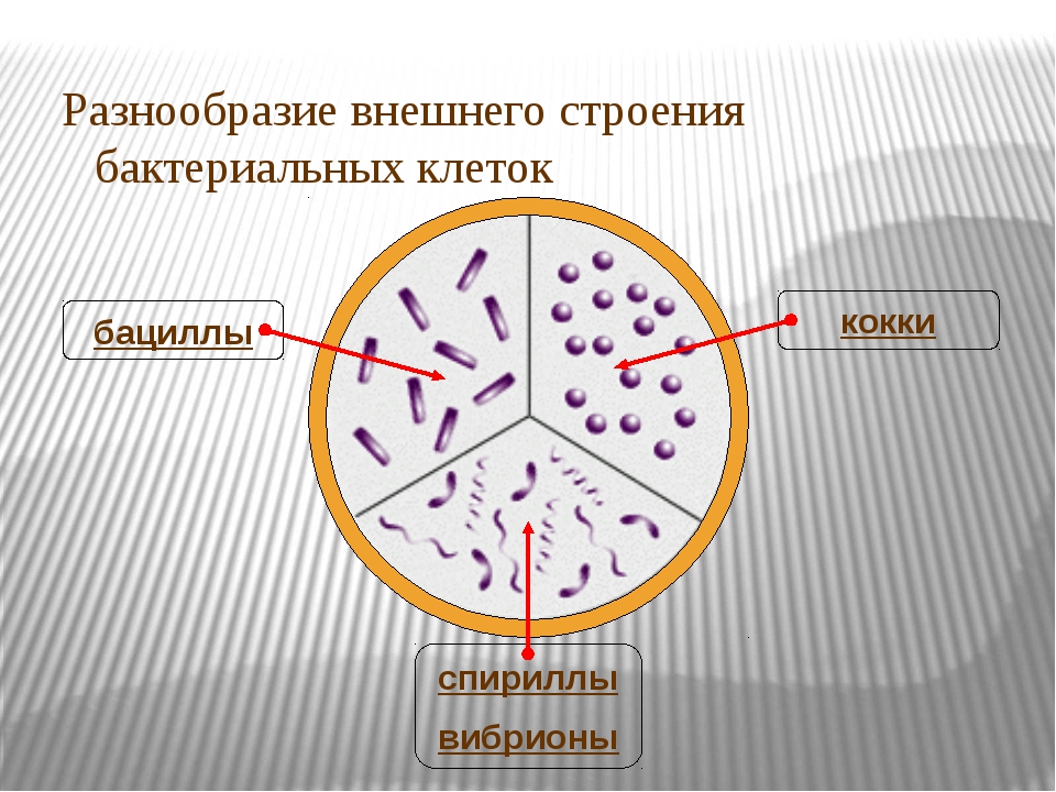 При резких изменениях температуры бактериальная клетка образует. Вибрионы строение. Разнообразие внешнего строения бактериальных клеток. Расположение бактерий в пространстве. Спириллы расположение клеток относительно друг друга в препаратах.