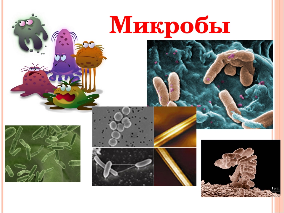 Вирусы группа микроорганизмов. Микробы для детей. Микроорганизмы для детей. Изображение микроба для детей. Микробы для презентации.