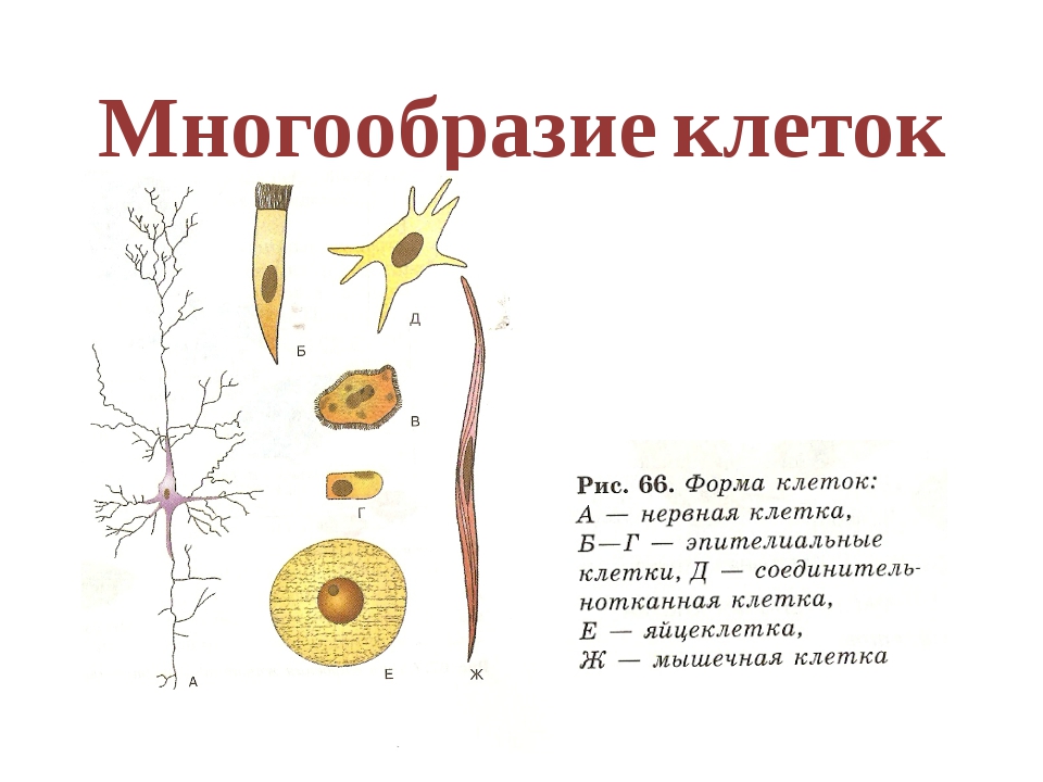 1 разнообразие клеток. Многообразие клеток. Многообразие клеток схема. Разнообразие эукариотических клеток. Разнообразие форм эукариотических клеток.