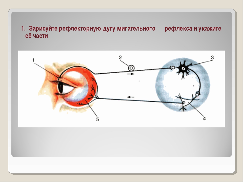 Рисунок зрительного рефлекса