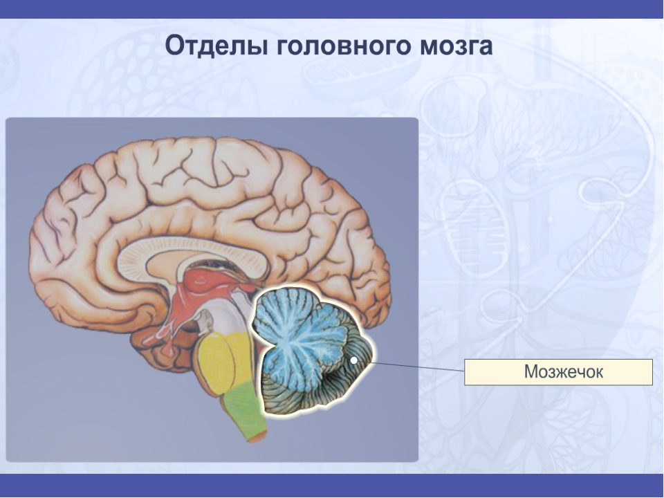 Развитие промежуточного мозга. Направления эволюции головного мозга