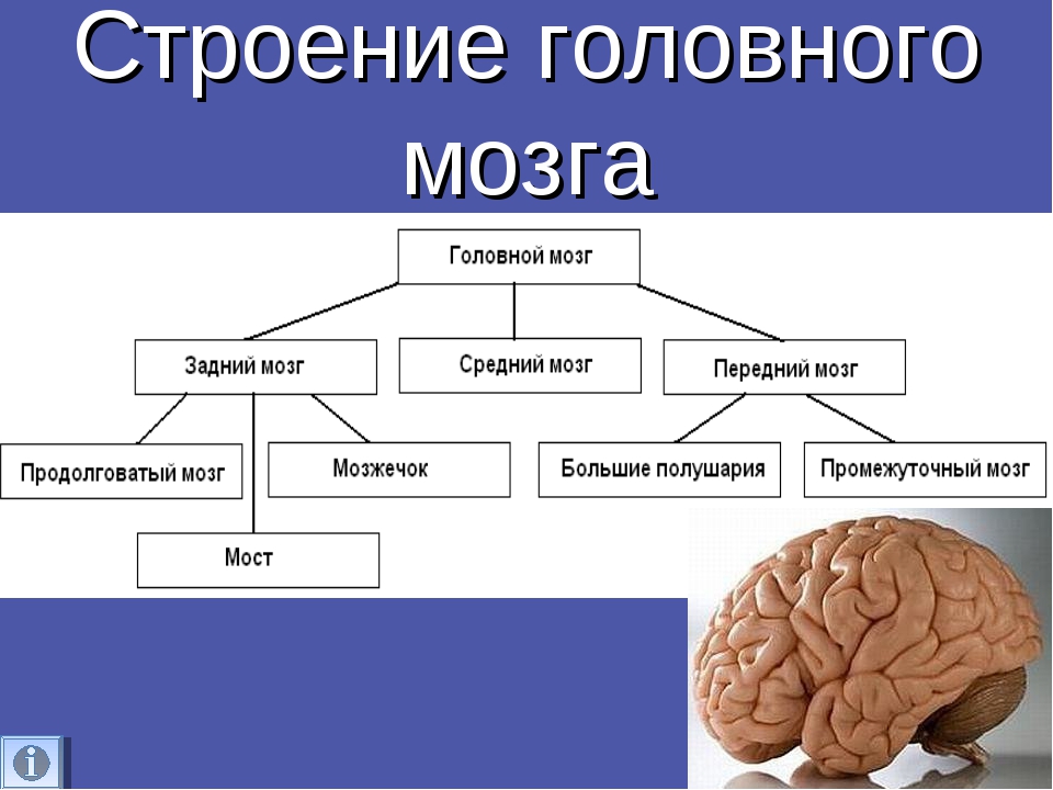 Схема головного мозга человека с описанием