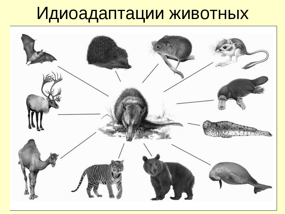 Приспособленность к среде биологический прогресс