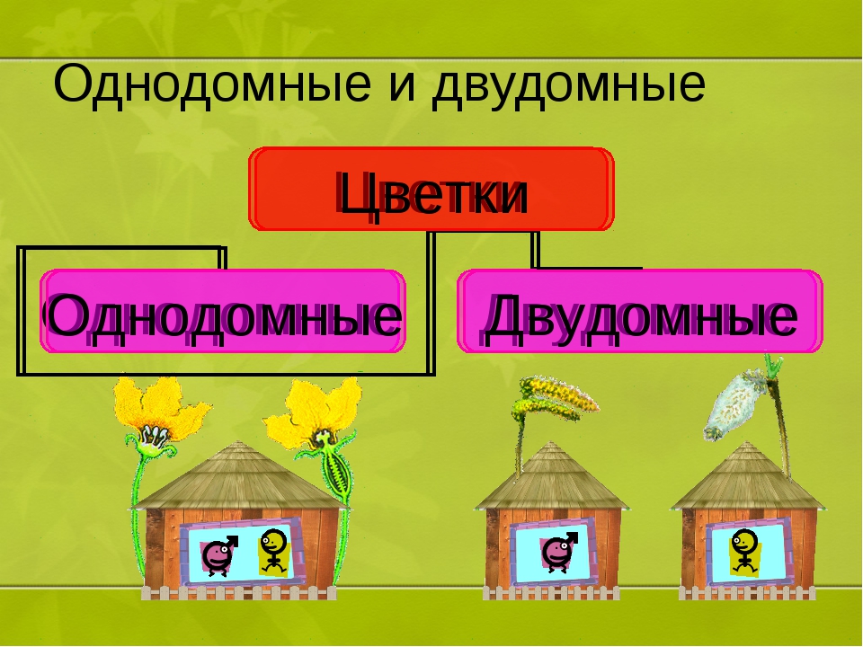 Однодомные и двудомные. Однодомные и двудомные растения. Однодомные и двудомные цветки. Однодомные и двудомные растения примеры. Однодомные и двудомные цветки примеры.