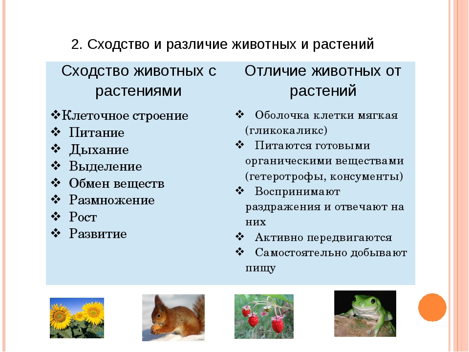 Сходства и различия растений. Различие между животными и растениями таблица 7. Различия между растениями и животными 5 класс. Основные черты сходства и различия между животными и растениями. Отличие растений от животных таблица 7 класс.