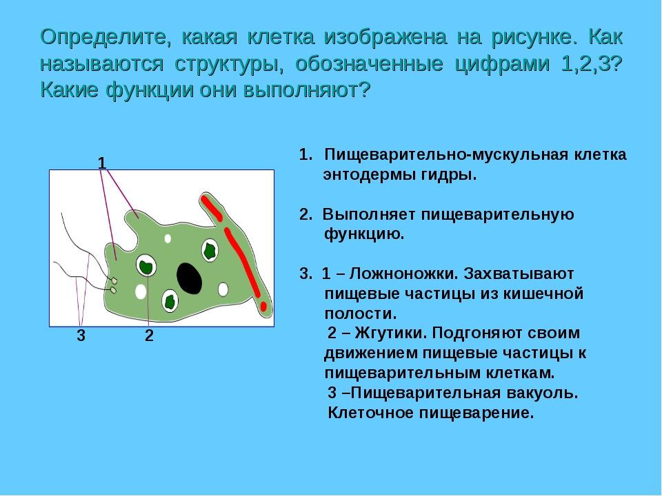 На рисунке изображена клетка в разный период времени какое свойство живых