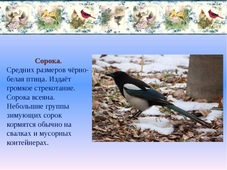 Сороки что можно и нельзя делать. Описание сороки. 15 Января день зимующих птиц. Информация о Сороке. Сорока описание птицы.