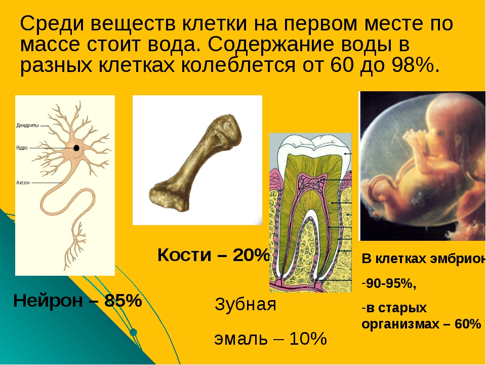 Живые организмы накопители различных элементов презентация