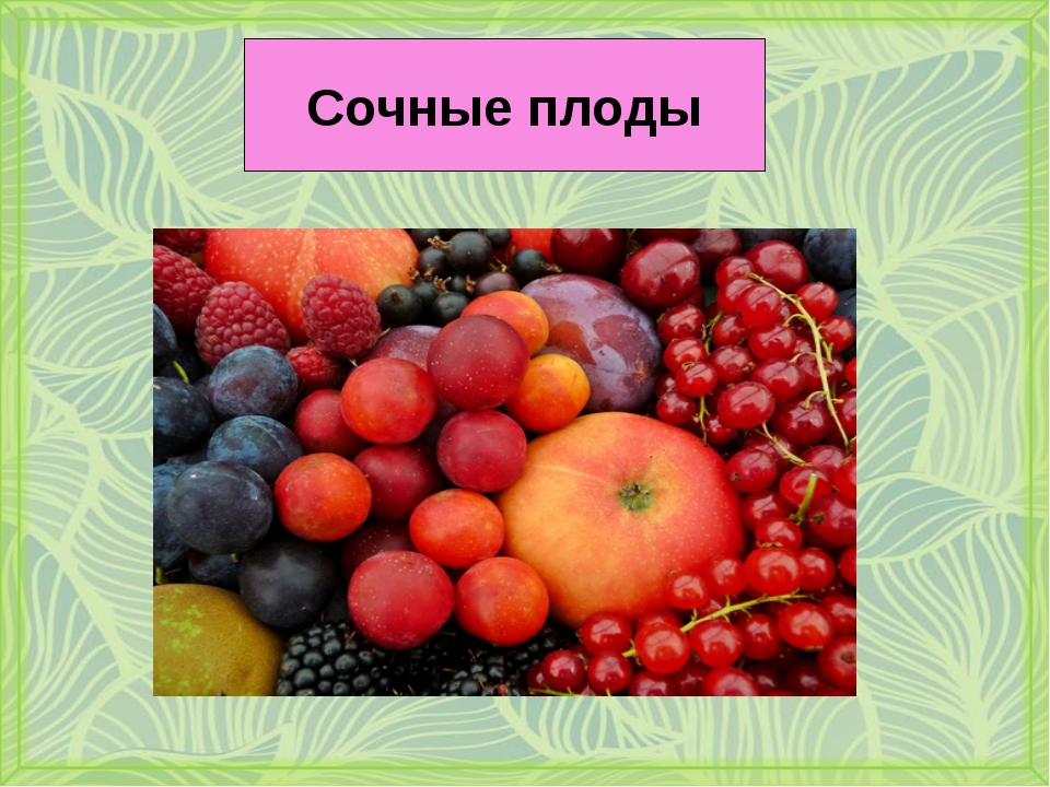Назовите сочные плоды. Сочные плоды. Сочныемногосеменные плоды. Сочные плоды растений. Сочные многосеменные плоды.