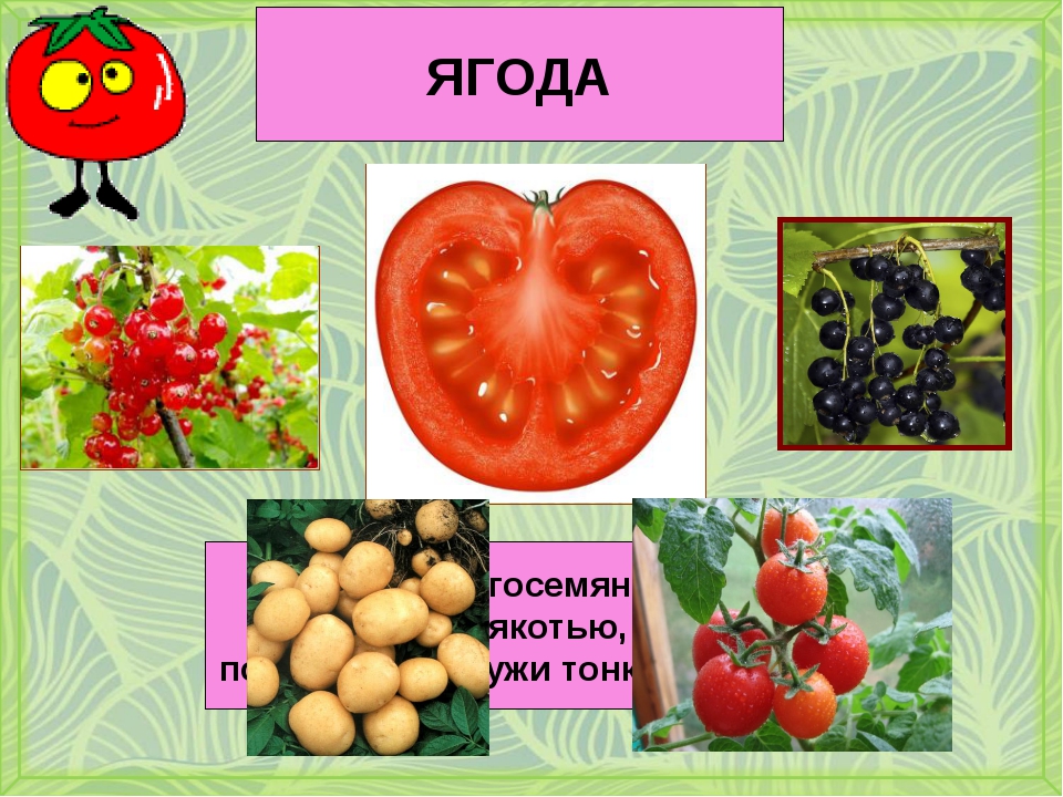 Назовите сочные плоды. Плод ягода. Многосемянные ягоды. Вид плода ягода. Плод ягода у каких растений.