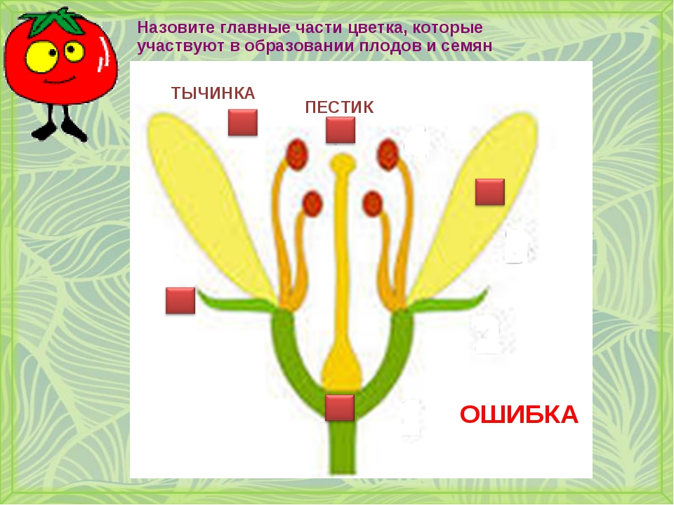 Схема плоды биология 6 класс