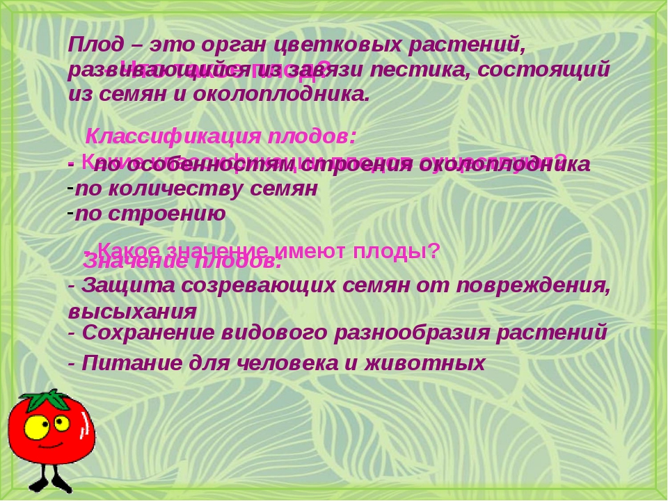 Презентация 6 класс плод разнообразие и значение плодов 6 класс