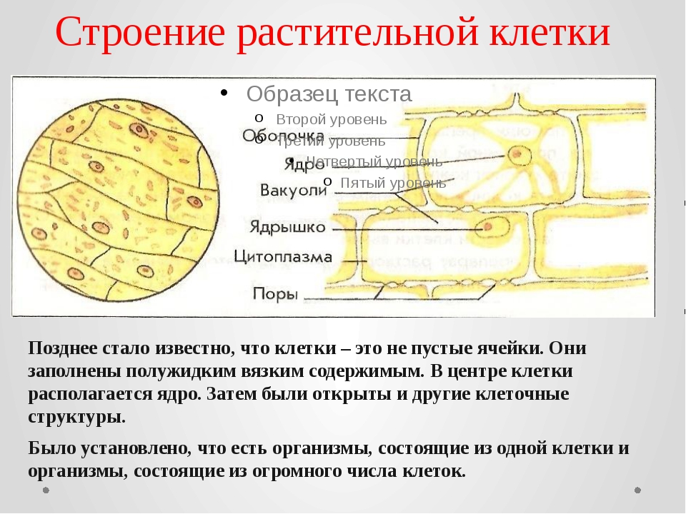 Лук под микроскопом лабораторная. Строение растительной клетки кожицы лука. Строение растительной клетки под микроскопом 5 класс биология. Биология 5 класс клетка растительная под микроскопом. Строение клетки кожицы лука.