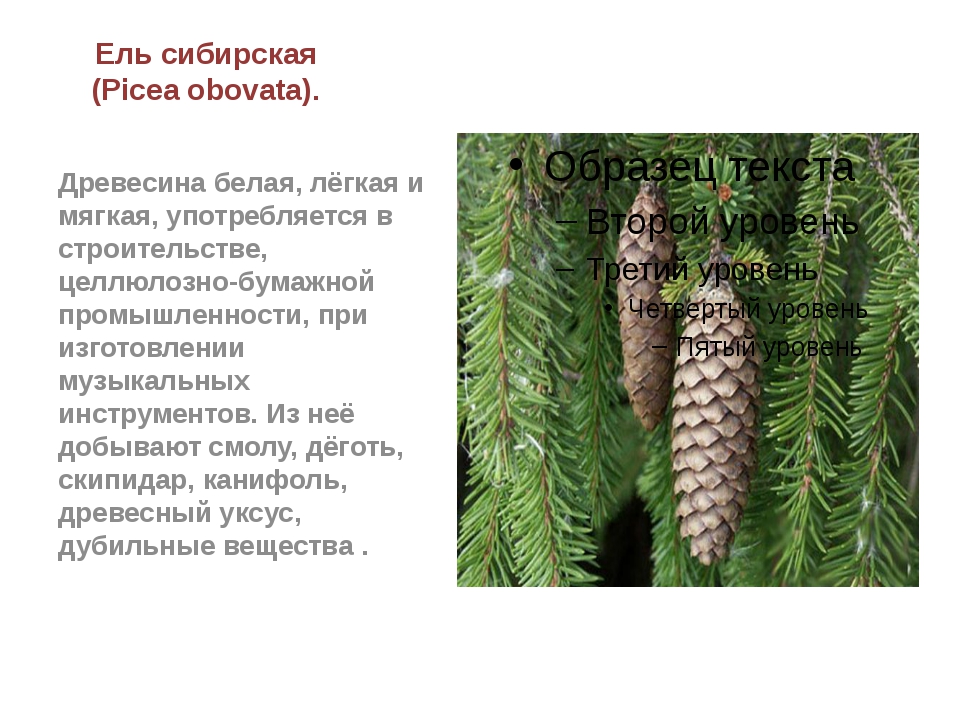 Какой тип питания характерен для сосны обыкновенной изображенной на рисунке обоснуйте свой ответ