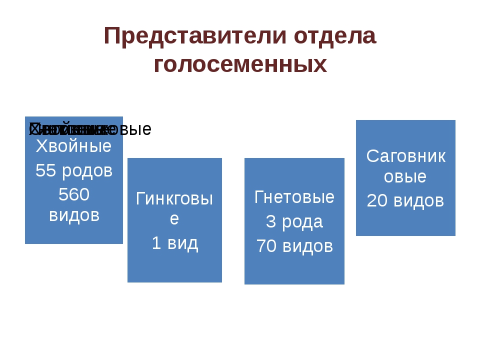 Презентация голосеменные егэ