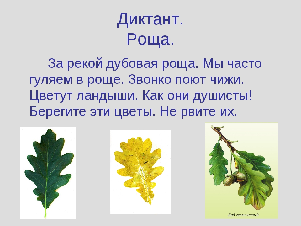 Диктант роща 1 класс. Диктант в роще. Диктант за рекой дубовая роща. Роща диктант 1 класс школа. Диктант в роще 2 класс
