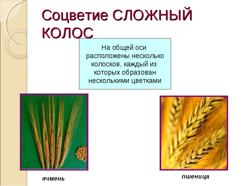 Соцветие пшеницы сложный Колос. Тип соцветия сложный Колос. Соцветие сложный Колос характерно. Соцветие Калос характер для. Пшеница простой или сложный